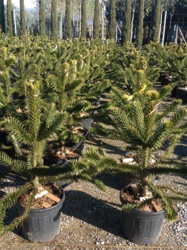 Araucaria 0.50 - 0.60 m / Araucaria araucana / gradina-noastra