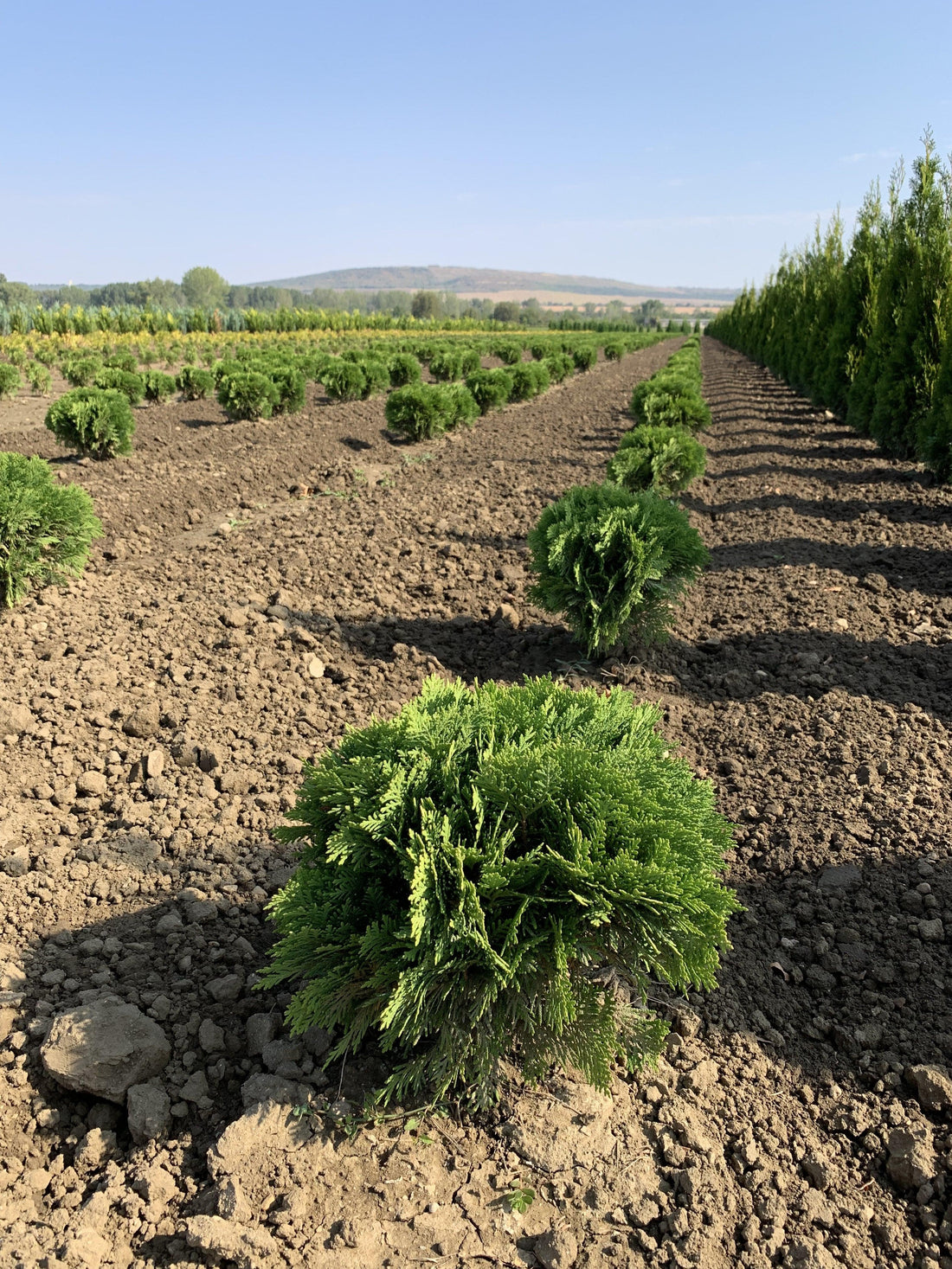 Tuia "Danica" 0.30 - 0.40 m / Thuja occidentalis "Danica" / gradina-noastra