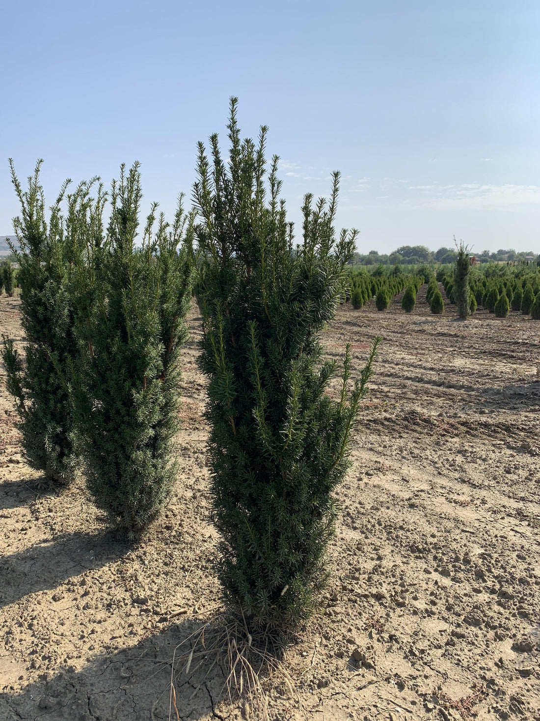 Tisa columnara "Hicksii" 1.50 - 1.70 m / Taxus x media "Hicksii" / gradina-noastra