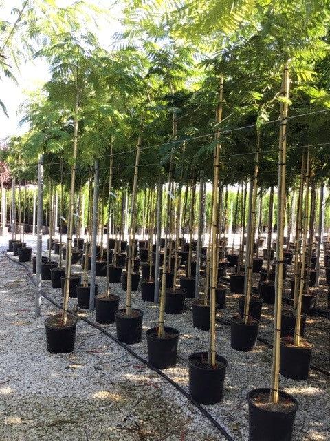 Arbore de matase 3.00 m - 3.50 m / Albizia julibrissin / gradina-noastra