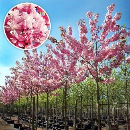 Cires japonez "Kanzan" 2.00 - 2.50 m / Prunus serrulata "Kanzan" / gradina-noastra