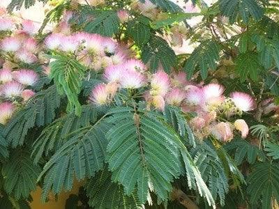 Arbore de matase 3.00 m - 3.50 m / Albizia julibrissin / gradina-noastra