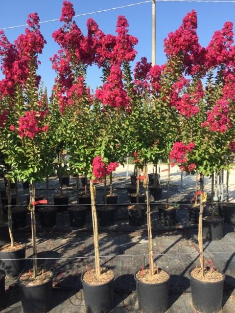 Liliac Indian &quot;Durant Red&quot; arbore 1.70 - 2.00 m / Lagerstroemia Indica  &quot;Durant Red&quot;/ gradina-noastra