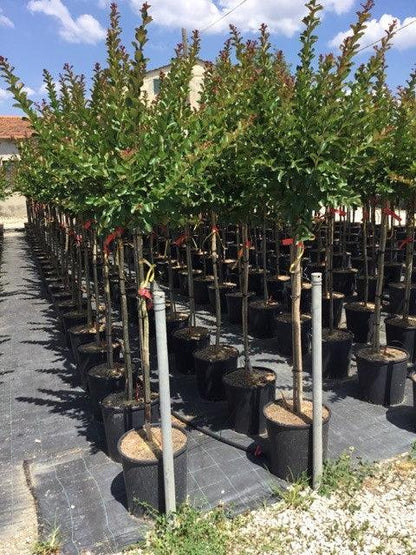 Liliac Indian &quot;Durant Red&quot; arbore 1.70 - 2.00 m / Lagerstroemia Indica  &quot;Durant Red&quot;/ gradina-noastra