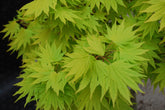 Artar japonez "Jordan" 1.00 - 1.30 m / Acer shirasawanum "Jordan" / gradina-noastra