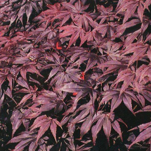 Artar japonez "Bloodgood" 1.75 - 2.00 m / Acer palmatum "Bloodgood" / gradina-noastra