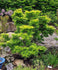 Artar japonez "Mikawa Yatsubusa" 0.60 - 0.80 m / Acer palmatum "Mikawa Yatsubusa" / gradina-noastra