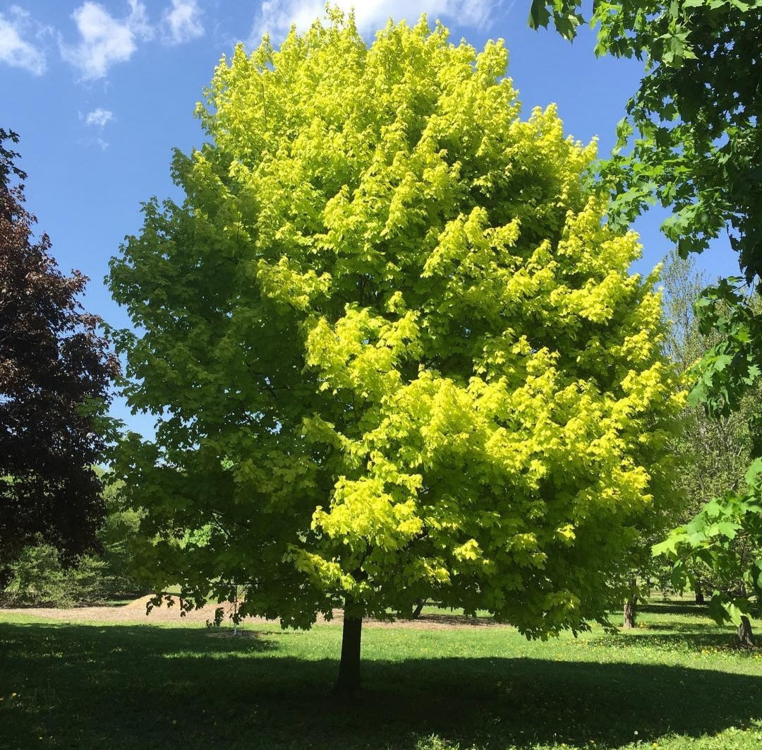 Paltin de camp "Princeton Gold" 3.00 - 3.50 m / Acer platanoides "Princeton Gold"/ by gradina-noastra