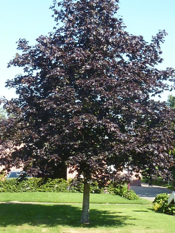 Artar rosu "Royal Red" 2.50 - 3.50 m / Acer platanoides "Royal Red"/ gradina-noastra