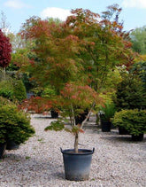 Artar japonez curgator „Seiryu" 1.30 - 1.50 m / Acer palmatum dissectum „Seiryu” / gradina-noastra