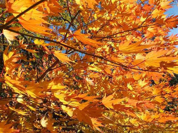 Artar japonez "Jordan" 1.00 - 1.30 m / Acer shirasawanum "Jordan" / gradina-noastra