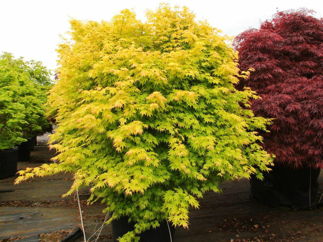 Artar japonez "Orange Dream" 1.00 - 1.30 m / Acer palmatum "Orange Dream" / gradina-noastra