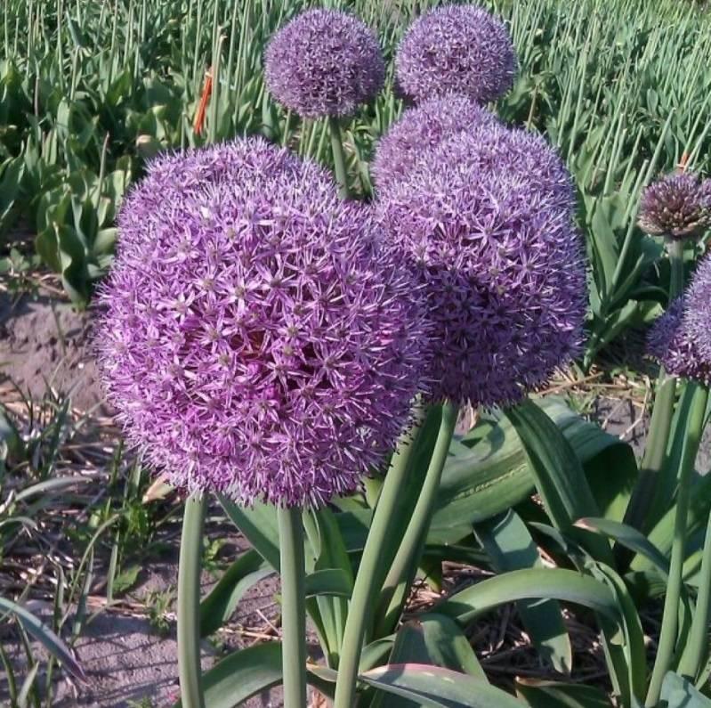 Allium "Party Balloons" Gradina Noastra