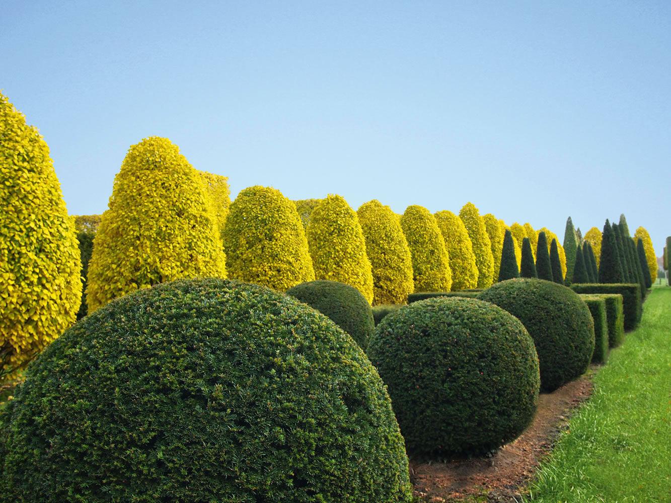 Carpen &quot;Monumentalis&quot; arbore 3.00 - 4.00 m / Carpinus betulus &quot;Monumentalis&quot;/ gradina-noastra