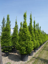 Carpen columnar 1.50 - 2.00 m / Carpinus betulus "Fastigiata"/ gradina-noastra