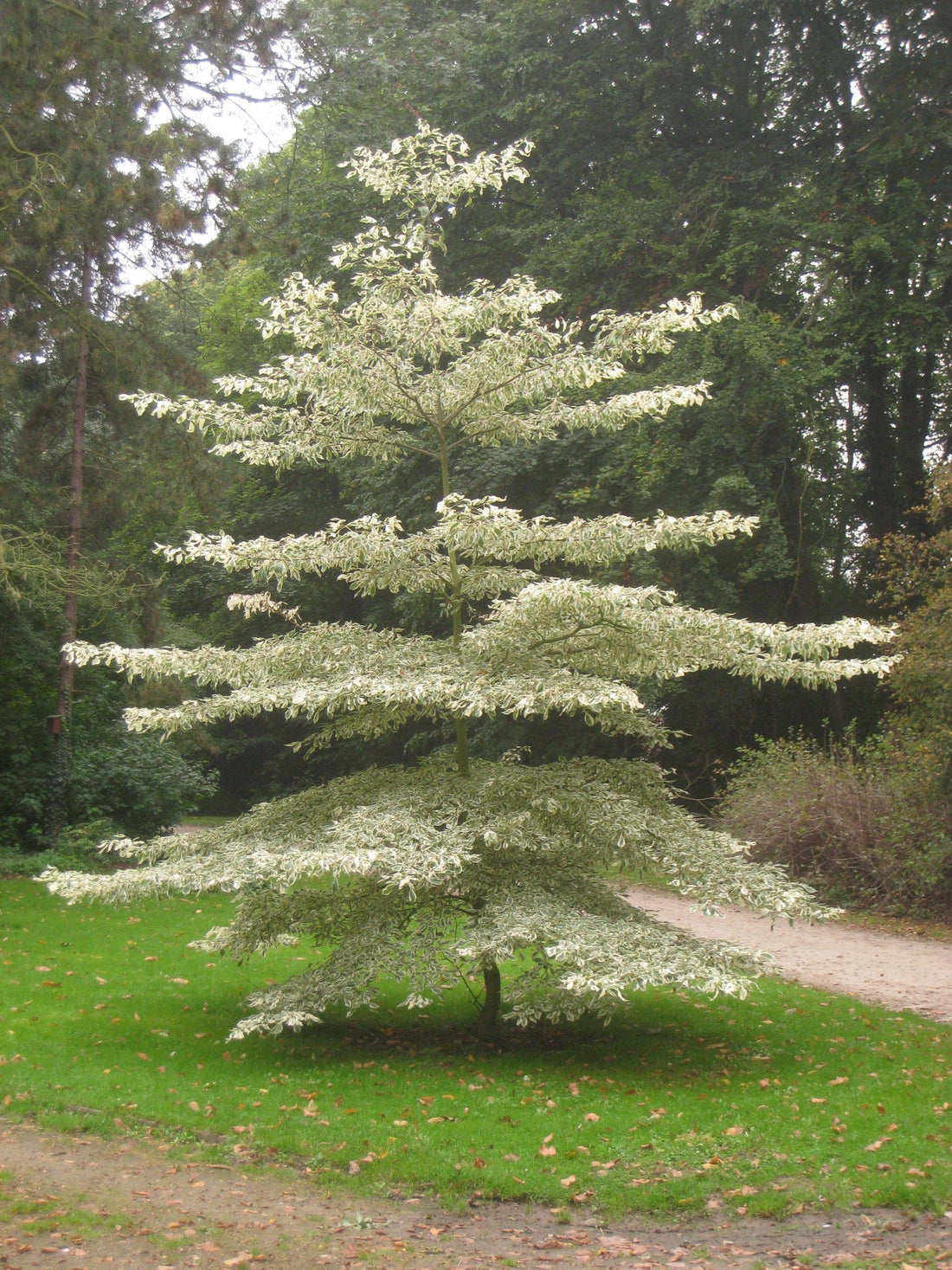 Corn alb &quot;Variegata&quot; 1.00 - 1.20 m /Cornus controversa &quot;Variegata&quot;/ gradina-noastra