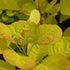 products/Cotinus-coggygria-Golden-Spirit-05_800x_1c4df031-dbad-4400-acfe-446a52a19676.jpg