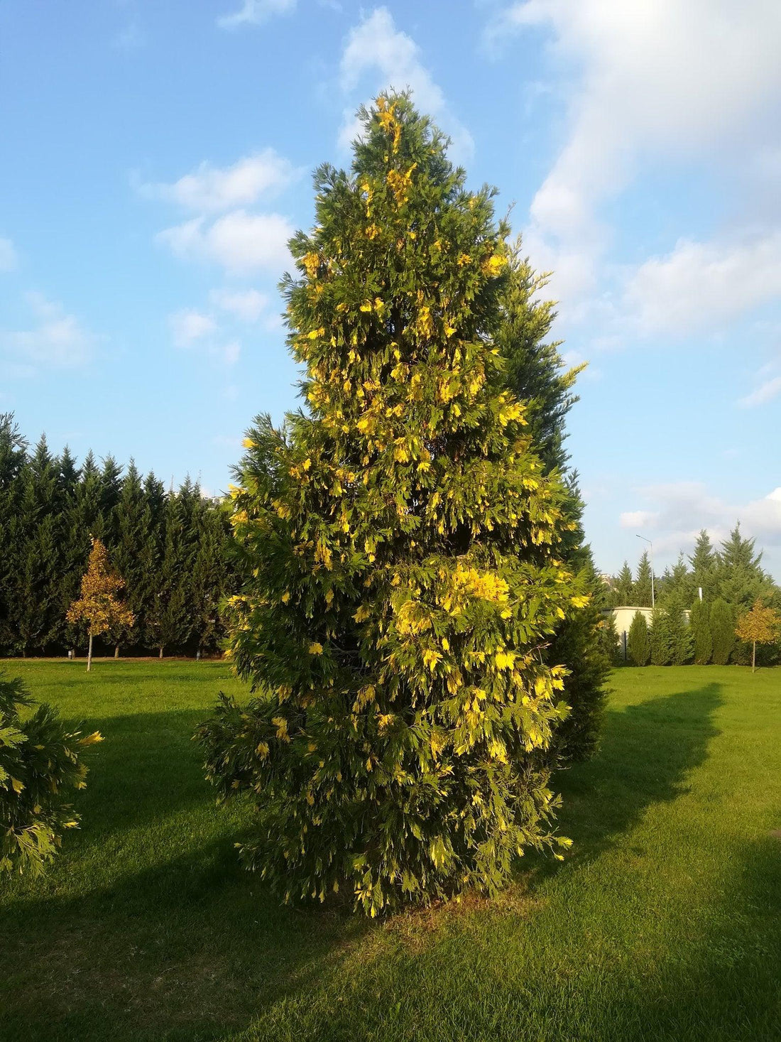 Cedrul de California variegat 1.50 - 1.70 m / Calocedrus decurrens "Aureovariegata"/ gradina-noastra
