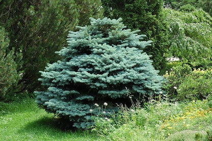 Molid argintiu globular 0.40 m - 0.60 m / Picea pungens &quot;Glauca Globosa&quot; / gradina-noastra