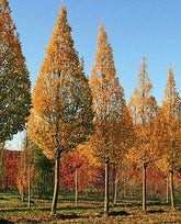 Carpen columnar arbore 3.00 - 4.00 m / Carpinus betulus "Fastigiata"/ gradina-noastra