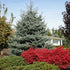 Molid argintiu "Fat Albert" 1.70 - 1.80 m / Picea pungens "Hoopsii"/ gradina-noastra