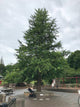 Arborele pagodelor 4.00 - 5.00 m / Ginko biloba  /