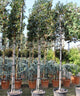 Ilex "Nellie R.Stevens" palier pe trunchi 3.00 - 3.50 m / Ilex mutchagara "Nellie R.Stevens"/