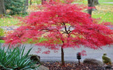 Artar japonez "Inaba Shidare" 1.70 - 2.00 m / Acer palmatum dissectum "Inaba Shidare"/ gradina-noastra