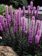 Liatris spicata "Kobold" Gradina Noastra