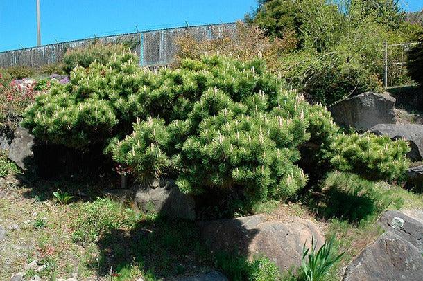 Pin japonez negru &quot;Seyonara&quot; 0.50 m - 0.80 m / Pinus thunbergii &quot;Seyonara&quot; / gradina-noastra