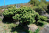Pin japonez negru "Seyonara" 0.50 m - 0.80 m / Pinus thunbergii "Seyonara" / gradina-noastra