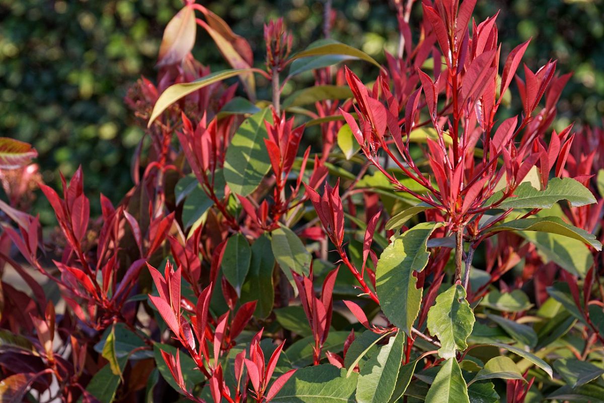 Photinia &quot;Red Robin&quot; 1.00 - 1.20 m / Photinia serulata &quot;Red Robin&quot;/