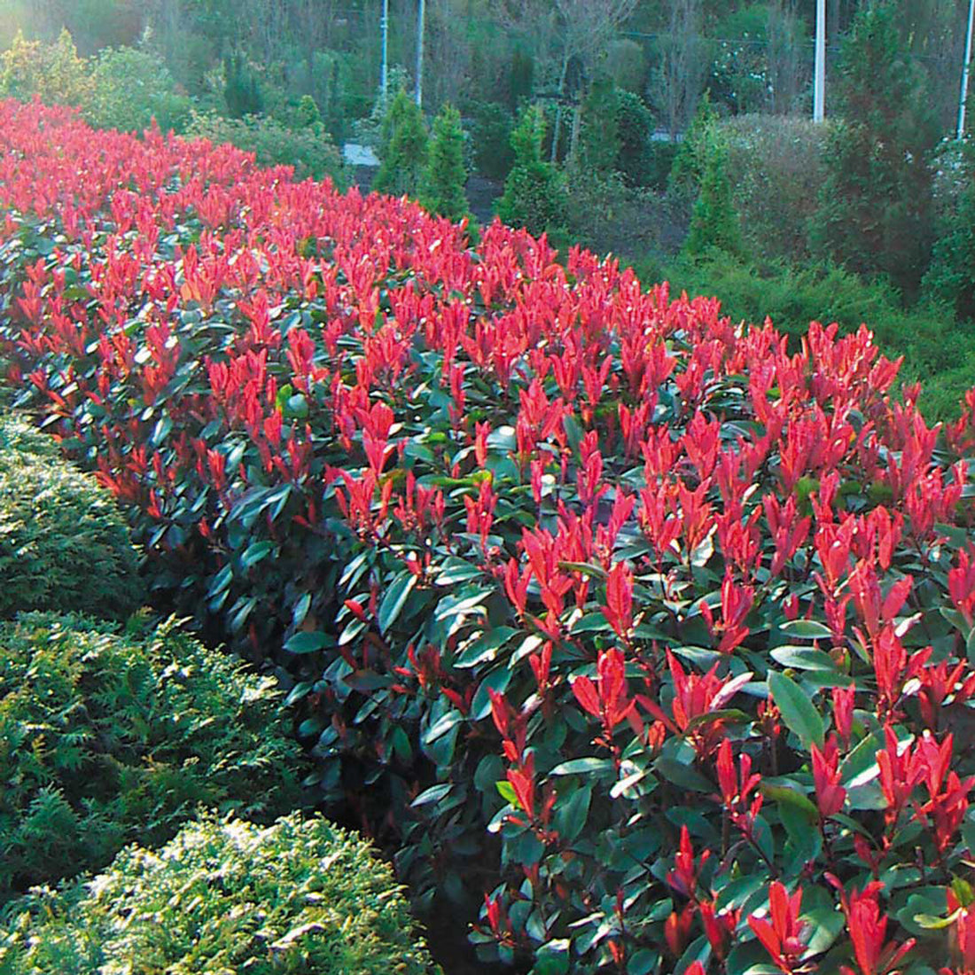 Photinia "Red Robin" 1.00 - 1.20 m / Photinia serulata "Red Robin"/ - Gradina Noastra
