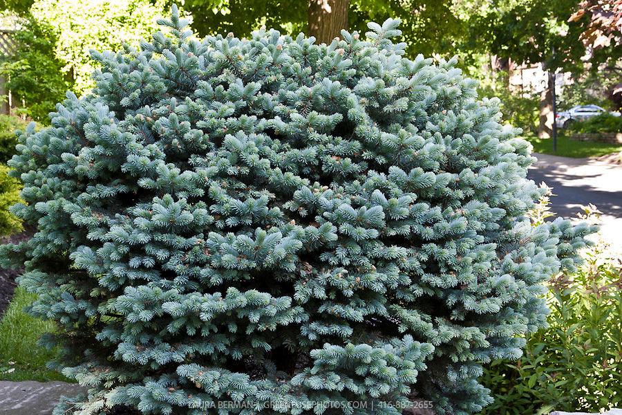 Molid argintiu globular 0.40 m - 0.60 m / Picea pungens &quot;Glauca Globosa&quot; / gradina-noastra