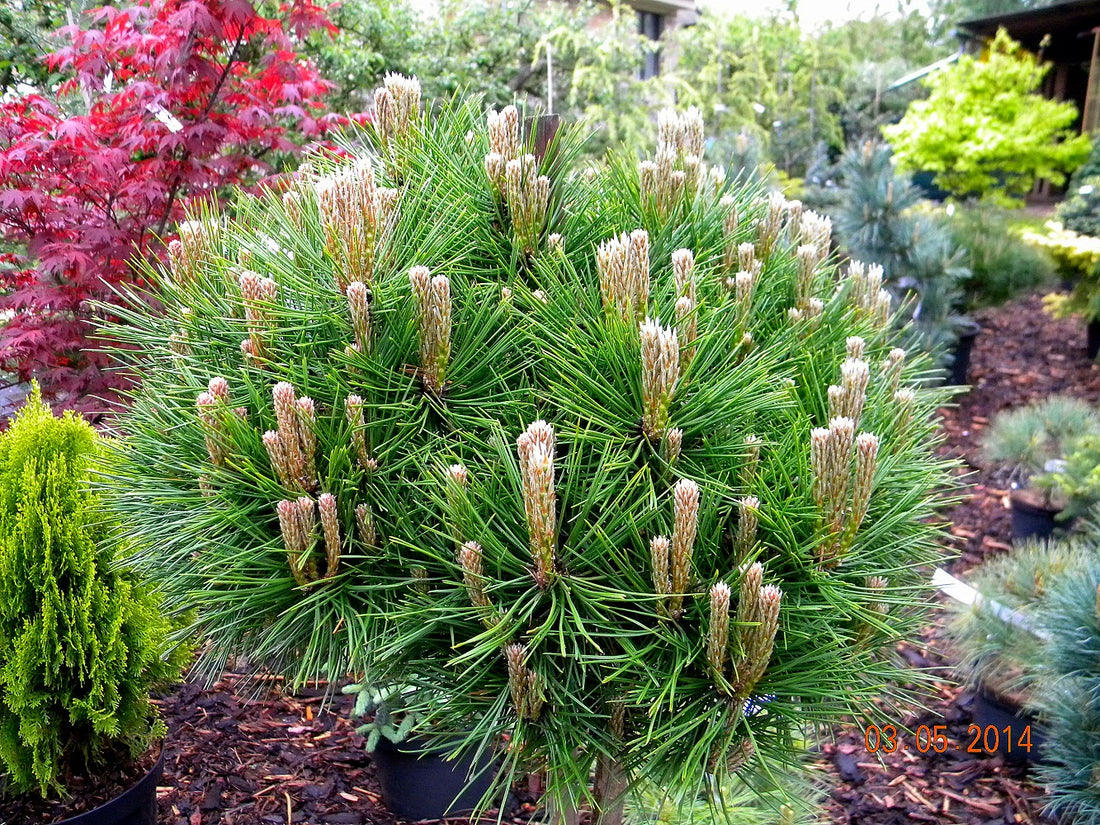 Pin rosu japonez "Low Glow" 0.80 - 1.00 m / Pinus densiflora "Low Glow" / by gradina-noastra