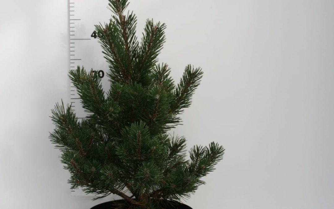 Pin pitic &quot;Gnom&quot; 0.50 m - 0.80 m / Pinus mugo &quot;Gnom&quot; / gradina-noastra