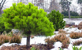 Pin pitic "Mughus" 1.00 - 1.20 m / Pinus mugo "Mughus"/ gradina-noastra