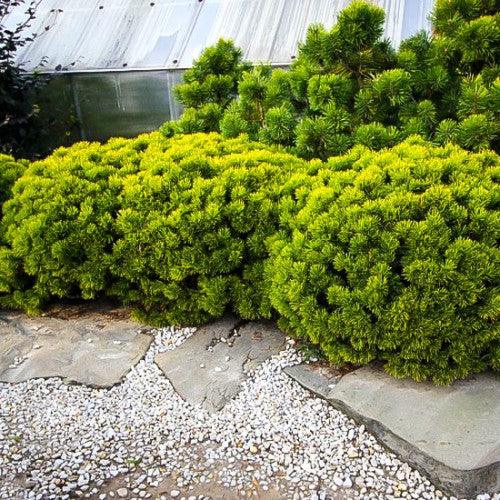 Pin pitic &quot;Winter Gold&quot; 0.40 - 0.60 m / Pinus mugo &quot;Winter Gold&quot;  / gradina-noastra