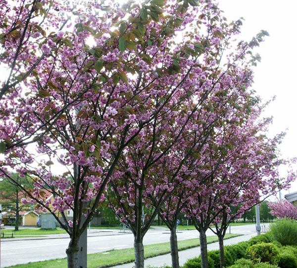 Cires japonez &quot;Kanzan&quot; 2.00 - 2.50 m / Prunus serrulata &quot;Kanzan&quot; / gradina-noastra