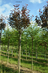 Cires japonez "Royal Burgundy" 2.00 - 2.50 m / Prunus serrulata "Royal Burgundy" / gradina-noastra