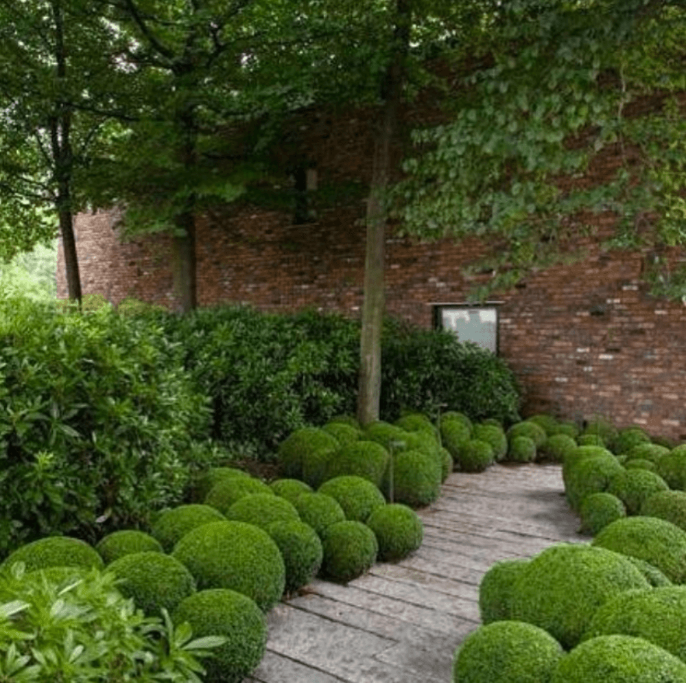 Buxus &quot;Faulkner&quot; minge 0.20- 0.30 m / Buxus microphylla&quot;Faulkner&quot;/ gradina-noastra