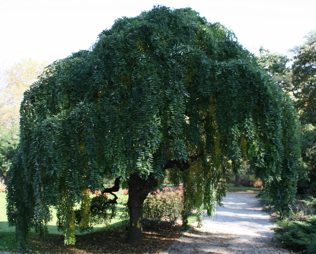 Salcam japonez pendul  2.00 - 2.50 m / Sophora japonica "Pendula" / gradina-noastra