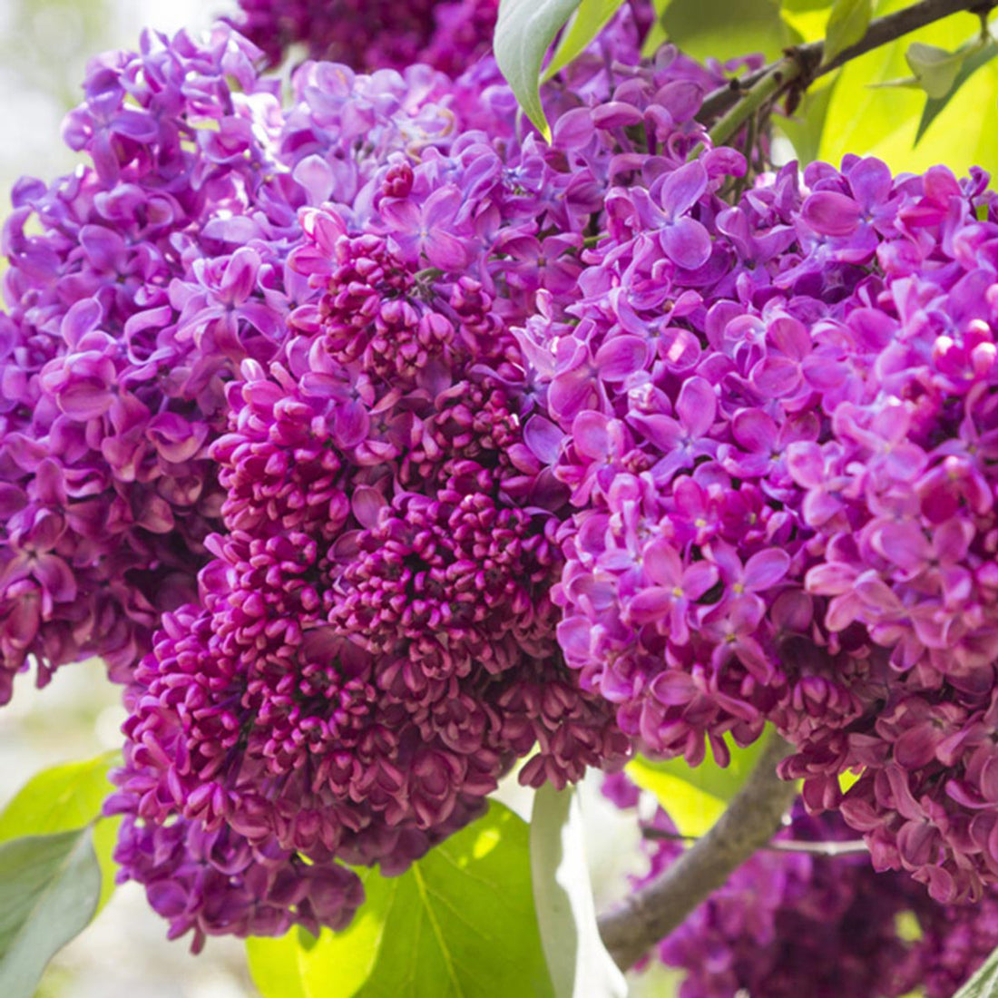 Liliac &quot;Charles Joly&quot; 1.20 - 1.50 m  / Syringa vulgaris &quot;Charles Joly&quot; /