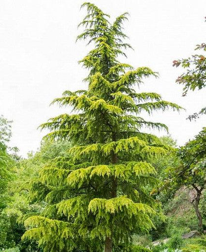 Cedru de Himalaya &quot;Aurea&quot; 1.75 - 2.00 m / Cedrus deodara  &quot;Aurea&quot; / gradina-noastra