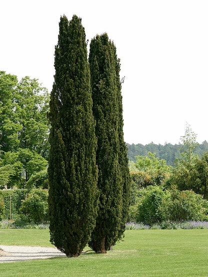Tisa columnara 1.30 - 1.50 m / Taxus baccata &quot;Fastigiata&quot; / gradina-noastra