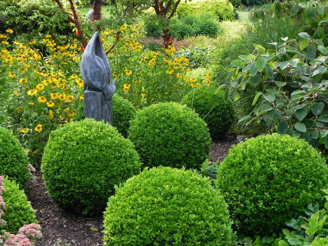 Buxus "Faulkner" minge 0.40- 0.50 m / Buxus microphylla"Faulkner"/ - Gradina Noastra