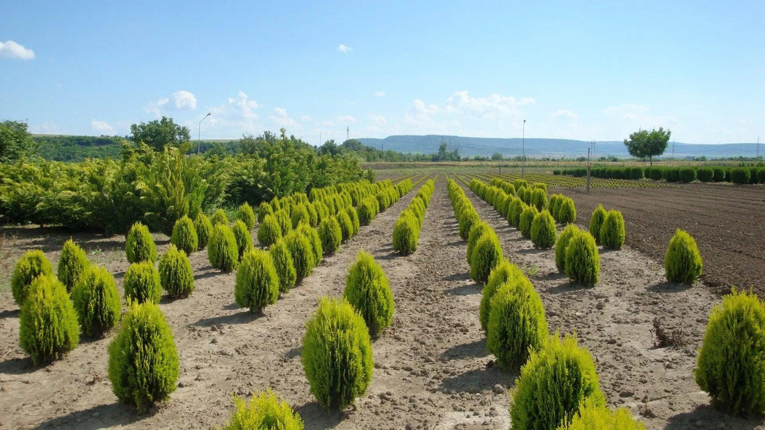 Tuia &quot;Aurea Nana&quot; 0.40 - 0.50 m / Thuja orientalis &quot;Aurea Nana&quot; / gradina-noastra