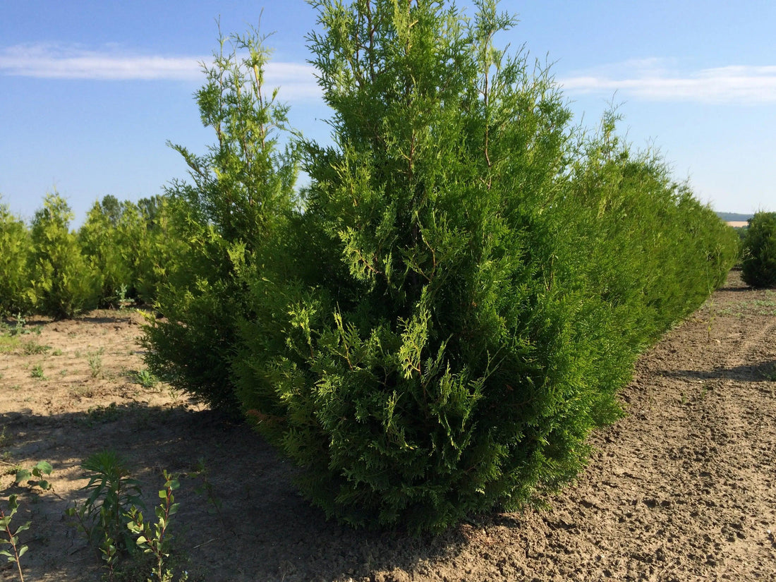 Tuia "Brabant" 1.40 - 1.60 m /Thuja occidentalis "Brabant" / gradina-noastra