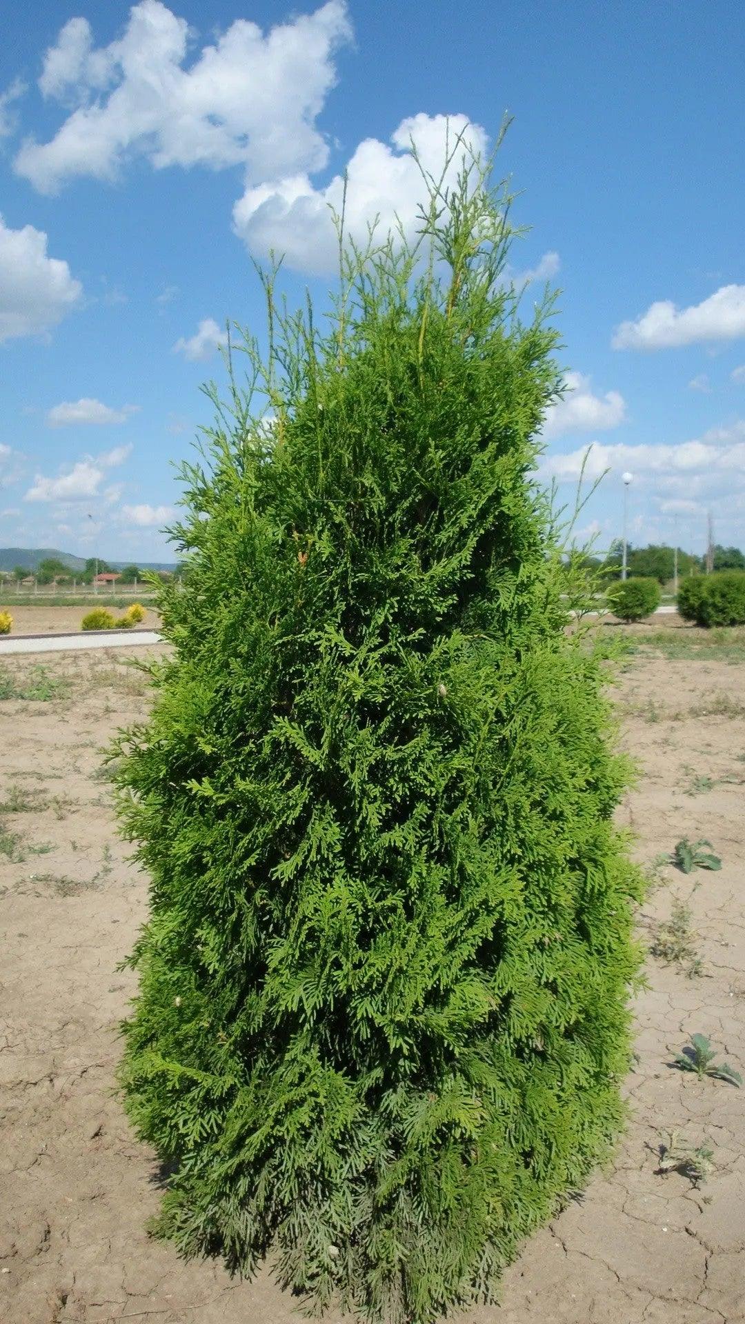 Tuia "Columna" 1.00 - 1.20 m / Thuja occidentalis "Columnaris" / gradina-noastra