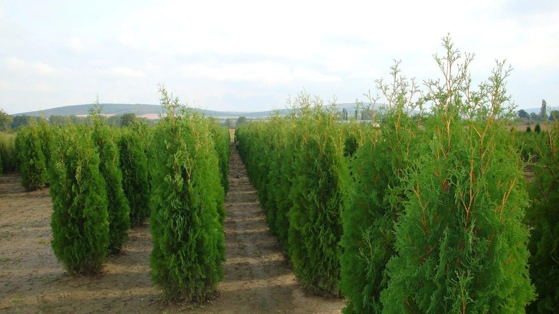 Tuia "Columna" 1.40 - 1.50 m / Thuja occidentalis "Columnaris" / gradina-noastra